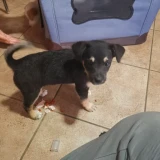 Adopta a Lala