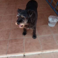 Adopta a Buddy