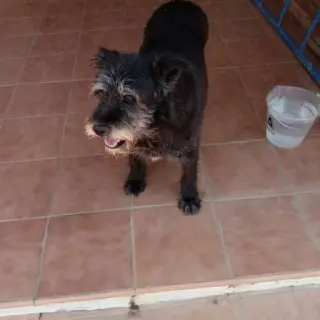 Buddy
