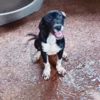 Adopta a Dona