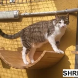 Adopta a Shreck Y Tizón