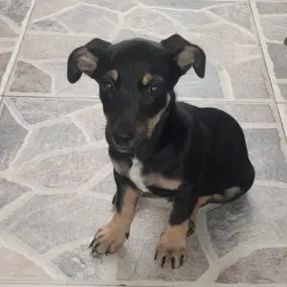 Toby