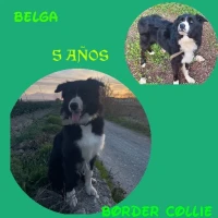 Adopta a Belga