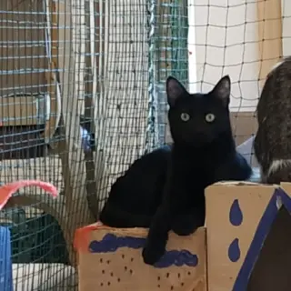 Kiko