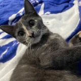 Adopta a Gatitas-Toledo