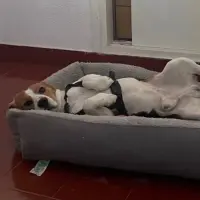 Adopta a Luk