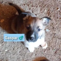 Adopta a Gaspar