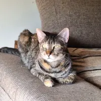 Adopta a Piña