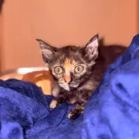 Adopta a Gatita Carey