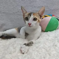 Adopta a Zoe