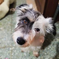 Adopta a Curra