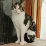 Adopta a Pijama