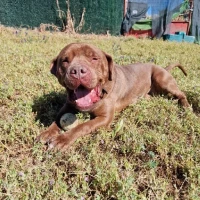 Adopta a Chocolate