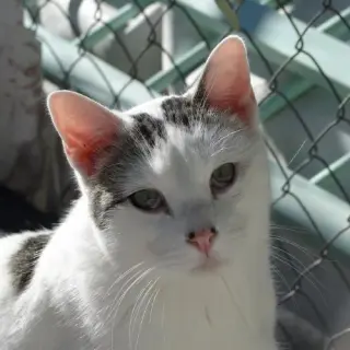 George