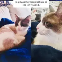 Adopta a Niebla