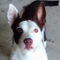 Adopta a Rambo