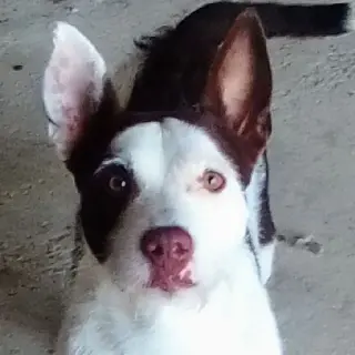 Rambo