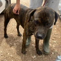 Adopta a Garri