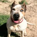 Adopta a Paul