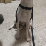 Adopta a Coco