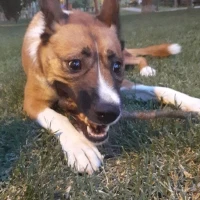 Adopta a Sua