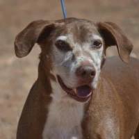 Adopta a Isco