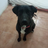 Adopta a Blackie