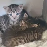 Adopta a Camada De Gatitos