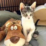 Adopta a Nilo