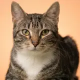 Adopta a Avellana