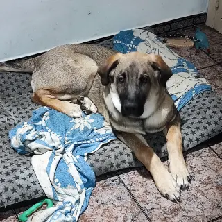 Buddy