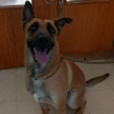 Adopta a León