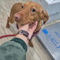 Adopta a Botones, Perrito Muy Noble, Tlf 645978718