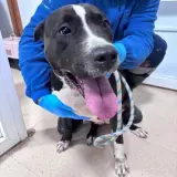 Adopta a Julia