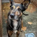 Adopta a Rex