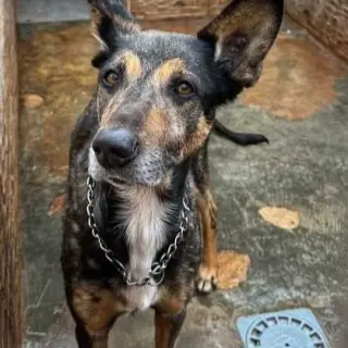 Rex