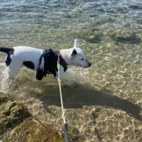 Adopta a Bimba