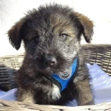 Adopta a Dax