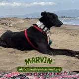 Adopta a Marvin
