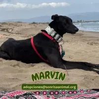 Adopta a Marvin