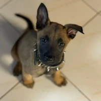 Adopta a Pastorbelga