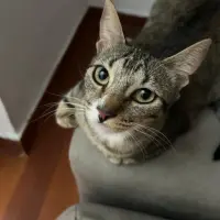 Adopta a Burpee