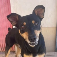 Adopta a Capone