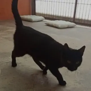 Julieta