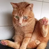 Adopta a Chip