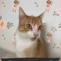 Adopta a Ginger