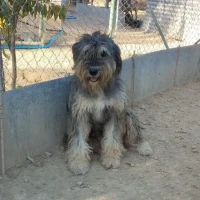 Adopta a Marlena