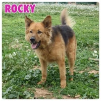 Adopta a Rocky