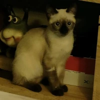 Adopta a Kitty