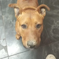 Adopta a Shena